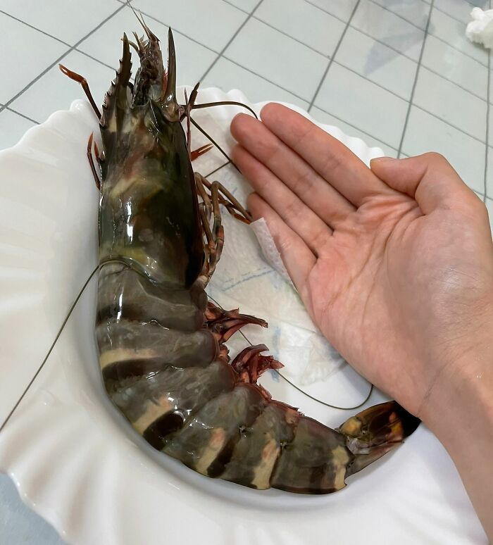 Giant prawn compared to a hand on a white plate, looking unreal yet completely real.
