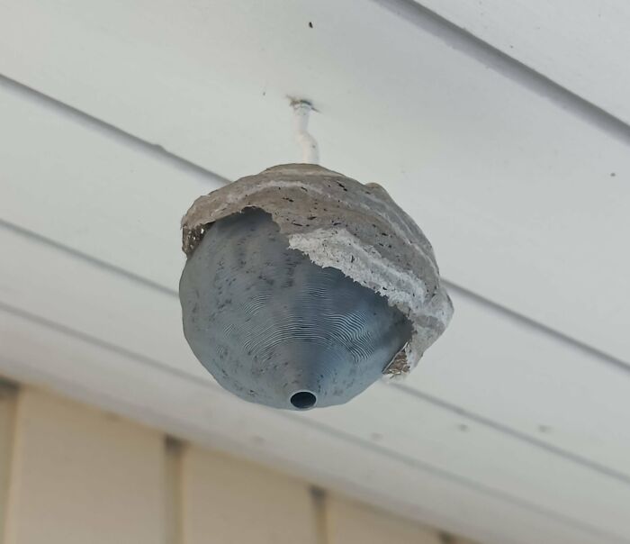 Real-looking wasp nest on ceiling appears fake due to unusual shape and texture.