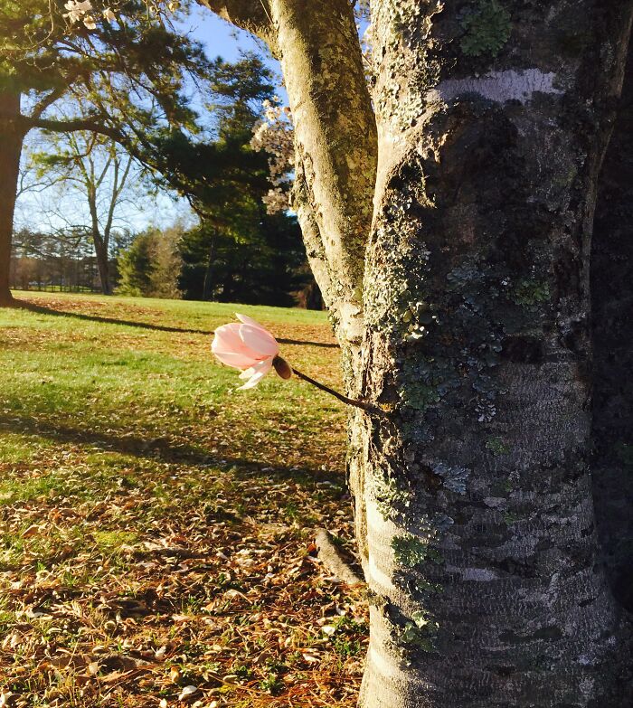 A pink flower emerging from a tree trunk, creating a surreal yet real visual effect.