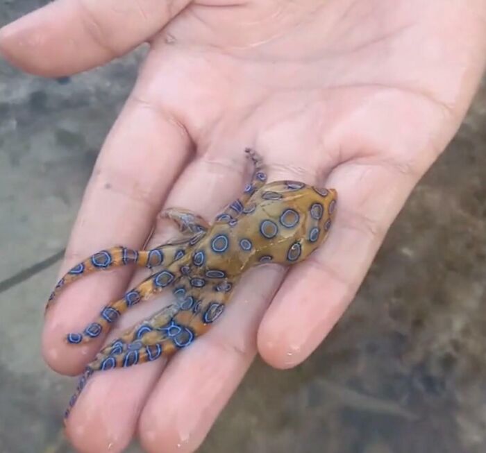Persona sosteniendo un pulpo de anillos azules mortal sin ser consciente del peligro.