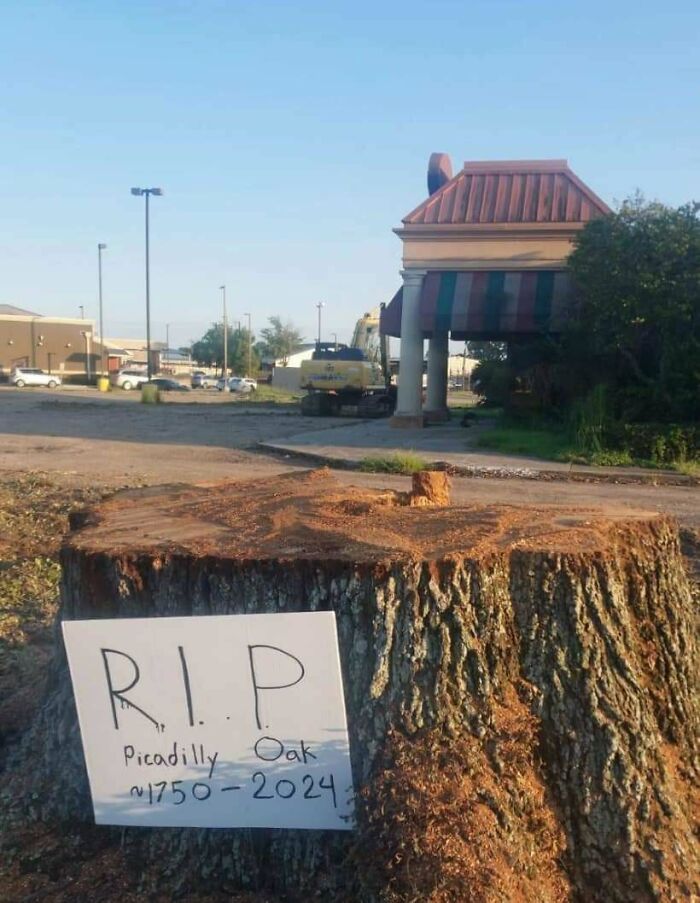 Tree stump with a sign reading "R.I.P Picadilly Oak 1750-2024," expressing online frustration over tree removal.