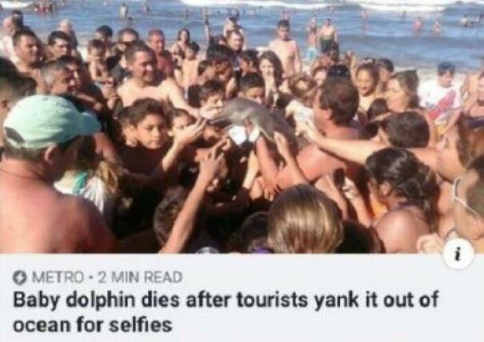 Tourists crowd around a dolphin on the beach, sparking online outrage over animal treatment.