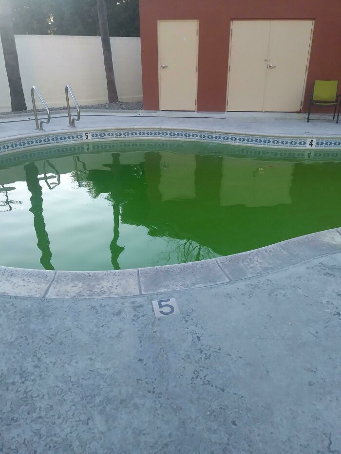 Green pool water with chairs and doors in the background, reflecting anger-inducing maintenance neglect.