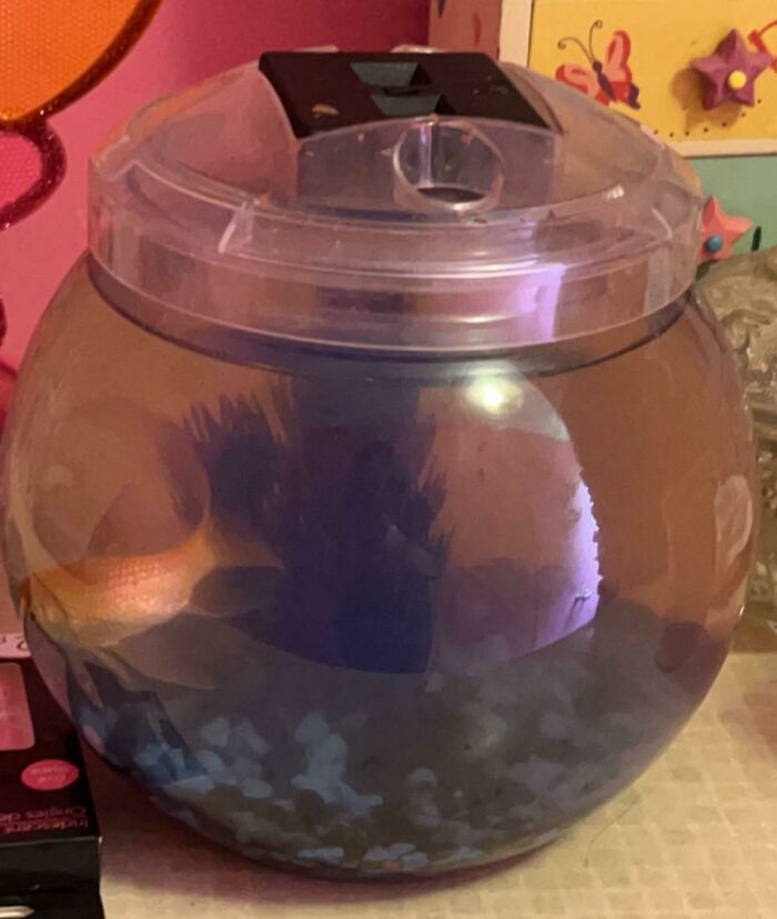 Fish tank on a colorful shelf, part of an online post showcasing frustrations.