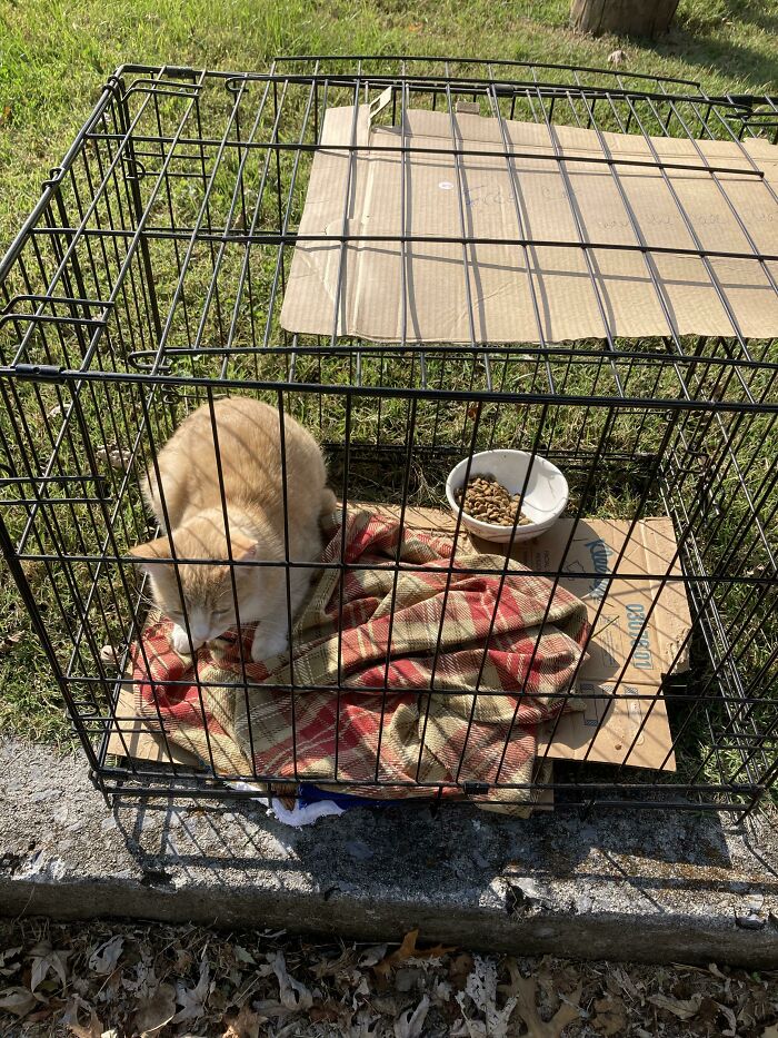 Cat in a metal cage with a blanket and food bowl outside, highlighting online outrage moments.