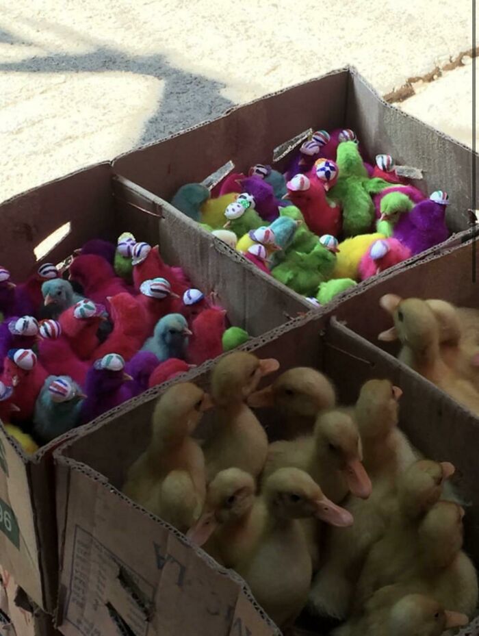 Colorful chicks and yellow ducklings in cardboard boxes attract online attention due to unusual presentation.