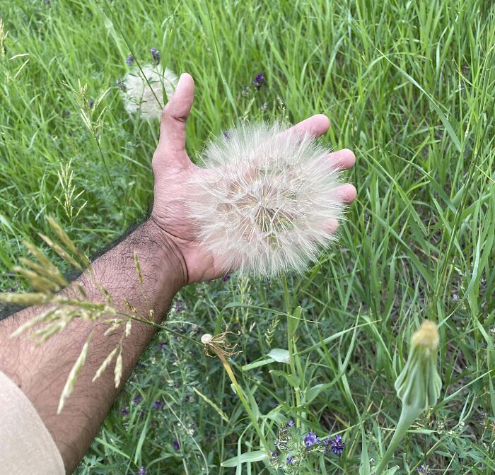 Hand holding a massive dandelion against a grassy background; looks fake but is real.