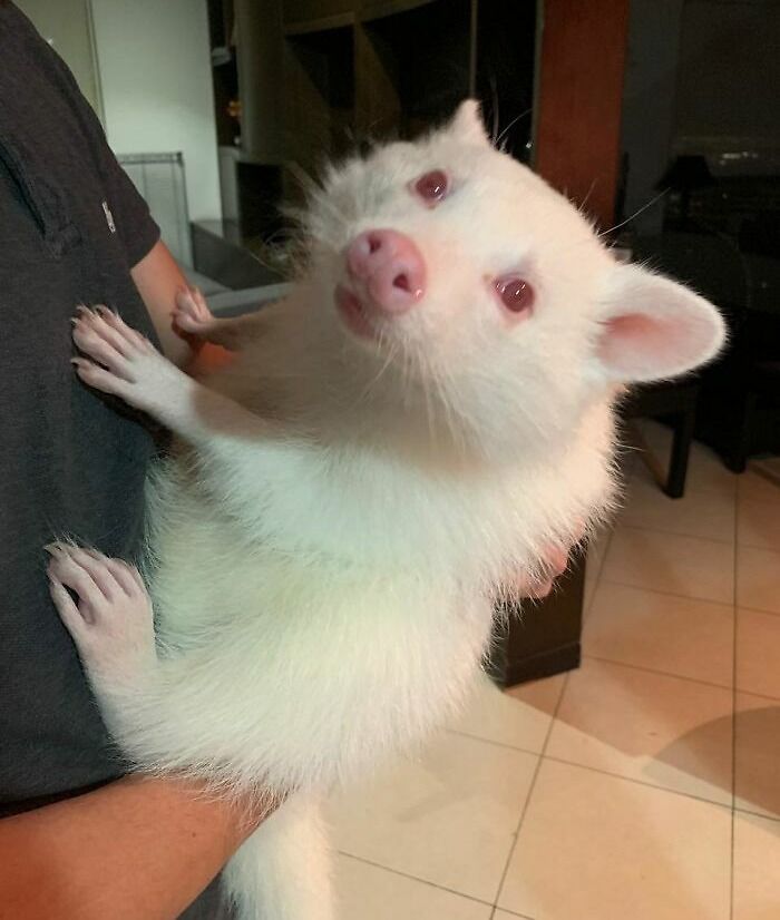 A cute albino raccoon being held indoors, appearing almost unreal.