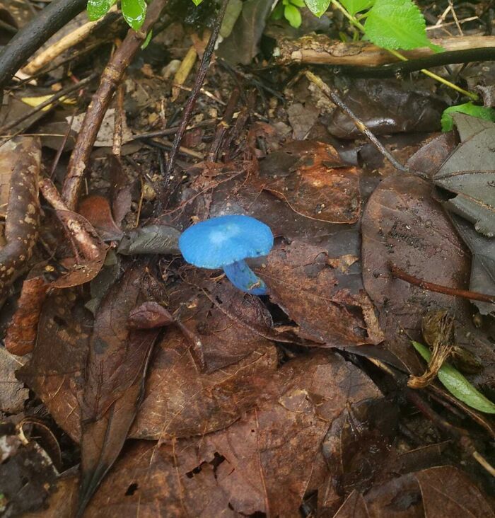 Bright blue mushroom on forest floor, appearing fake but real.