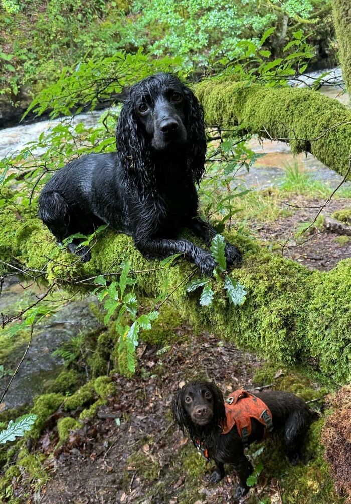 Two wet dogs in a lush forest; one lies on a mossy branch while the other stands below, creating a surreal scene that looks fake.