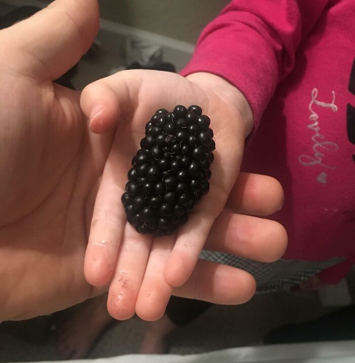 Two hands holding an unusually large blackberry, creating a surreal yet real visual effect.