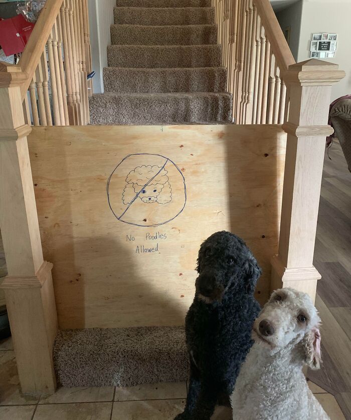 Two poodles sit by a "No Poodles Allowed" sign on a wooden gate blocking a staircase.