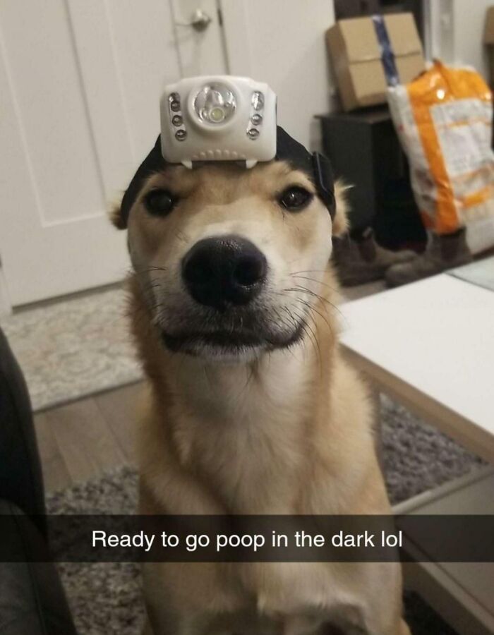 Dog wearing headlamp indoors, showcasing a humorous moment.
