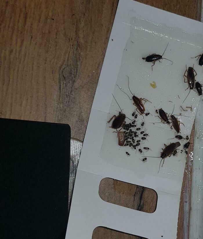 Cockroaches caught on a sticky trap, connected to a story about infuriating bosses.