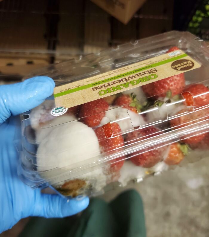 Gloved hand holding a package of organic strawberries covered in mold, highlighting poor supervision.