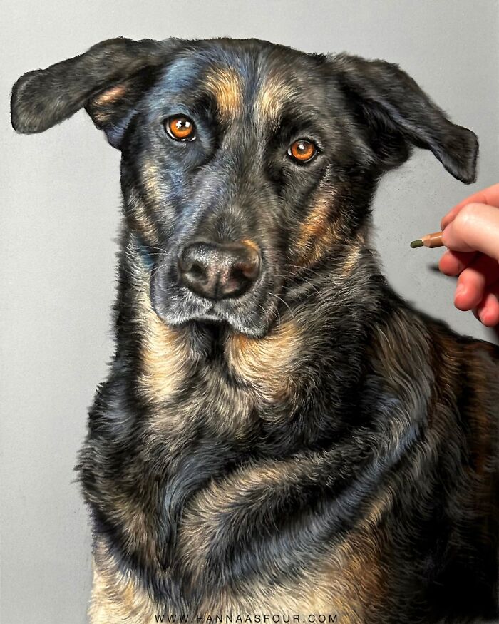 Realistic pet portrait drawing of a dog being created with pencils by an artist.