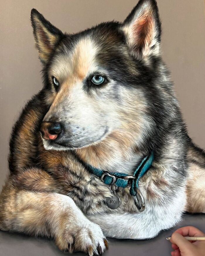 Realistic pencil portrait of a husky dog with blue eyes, showcasing detailed fur and a teal collar.