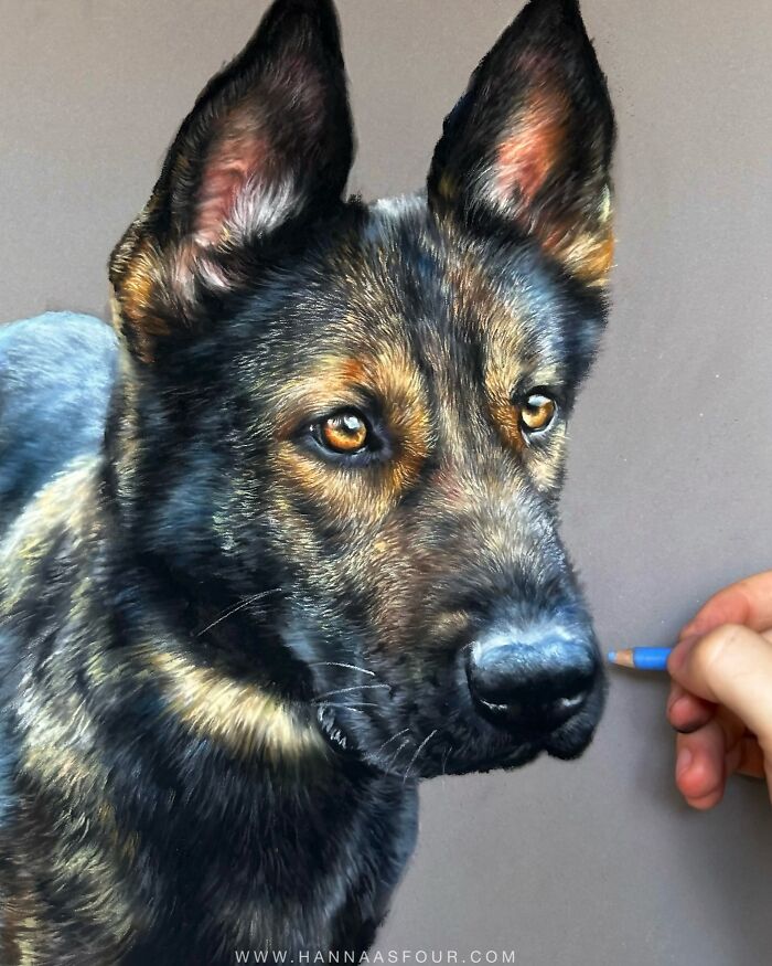 Realistic pet portrait of a German Shepherd drawn with pencils by Hanna Asfour.