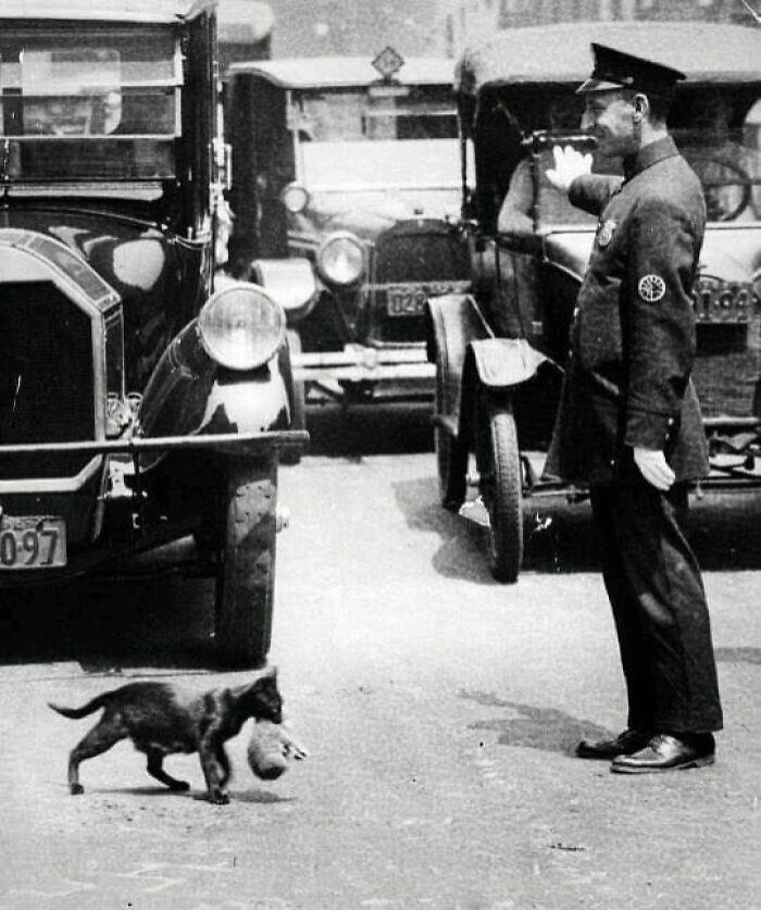 Vintage photo showing a traffic officer directing cars while a cat carries a small animal across the street.