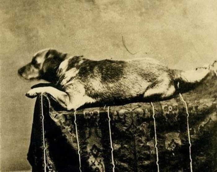 Vintage photo of a dog resting on a patterned fabric surface, showcasing history up close in a sepia tone.