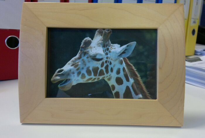 Framed photo of a giraffe with its mouth open, humorously displayed on an office desk.