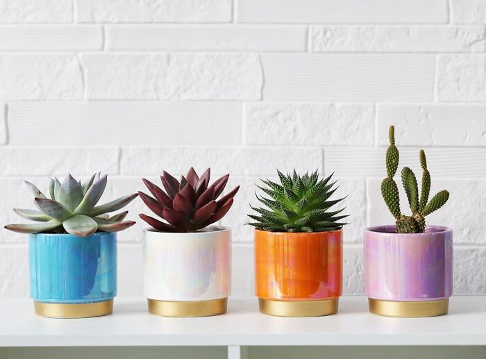 Colorful potted succulents, most-wished-for items on Amazon, against a white brick wall.