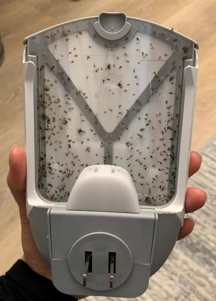 Close-up of a mosquito trap, one of Amazon's most-wished-for items, filled with trapped insects against a light background.