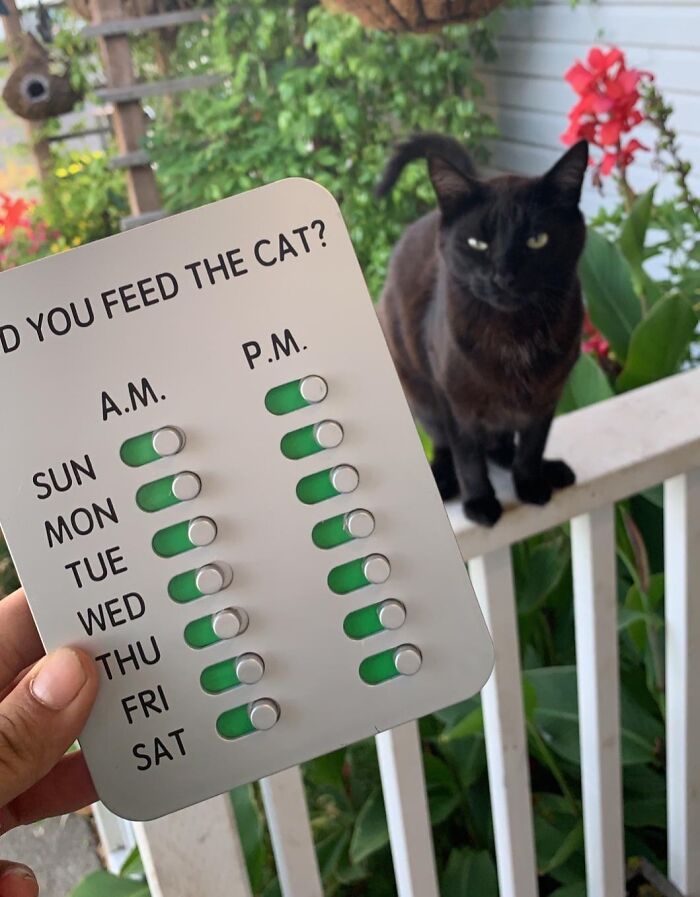Cat feeding schedule tracker with a black cat in the background on a porch railing.
