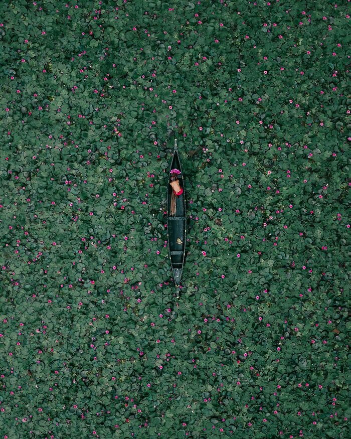 Aerial photo of a person in a canoe surrounded by dense green lotus leaves and pink flowers.