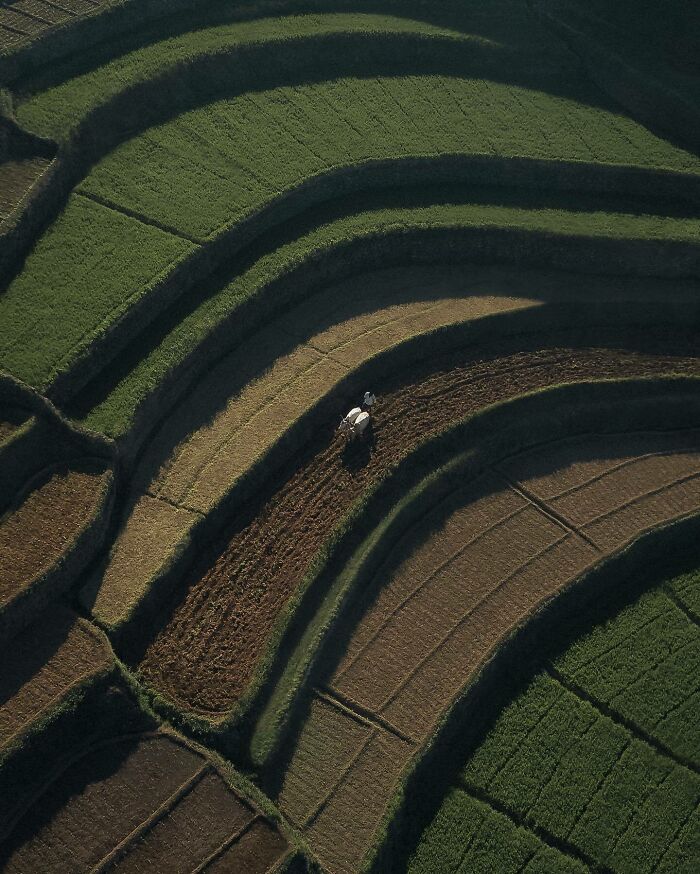 Aerial view of terraced fields with a lone white ox plowing, showcasing the world from a different angle.
