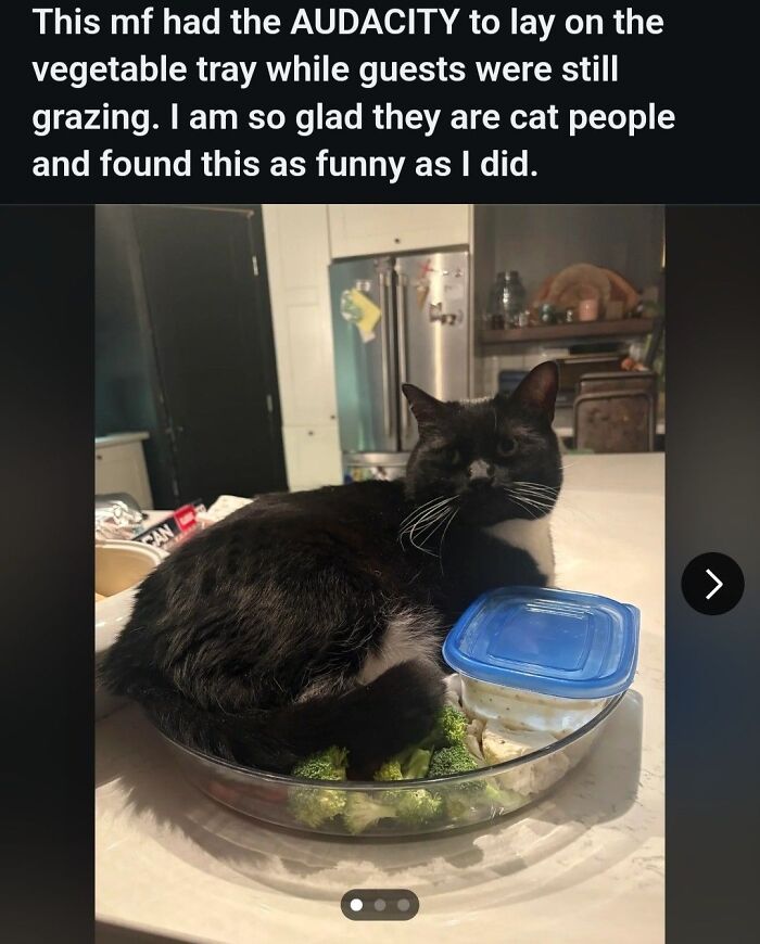 Cat humorously sitting on potluck vegetable tray with broccoli and dip in a kitchen.