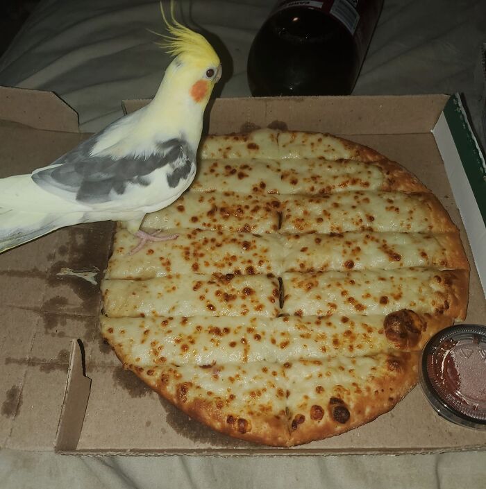 Bird standing on a cheese pizza in a box at a potluck.