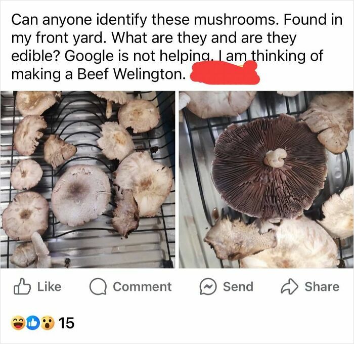 Wild mushrooms on a drying rack, with a caption questioning their edibility for a potential potluck dish.
