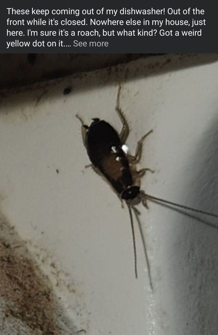 Cockroach with a yellow dot on a dishwasher, highlighting potluck woes.