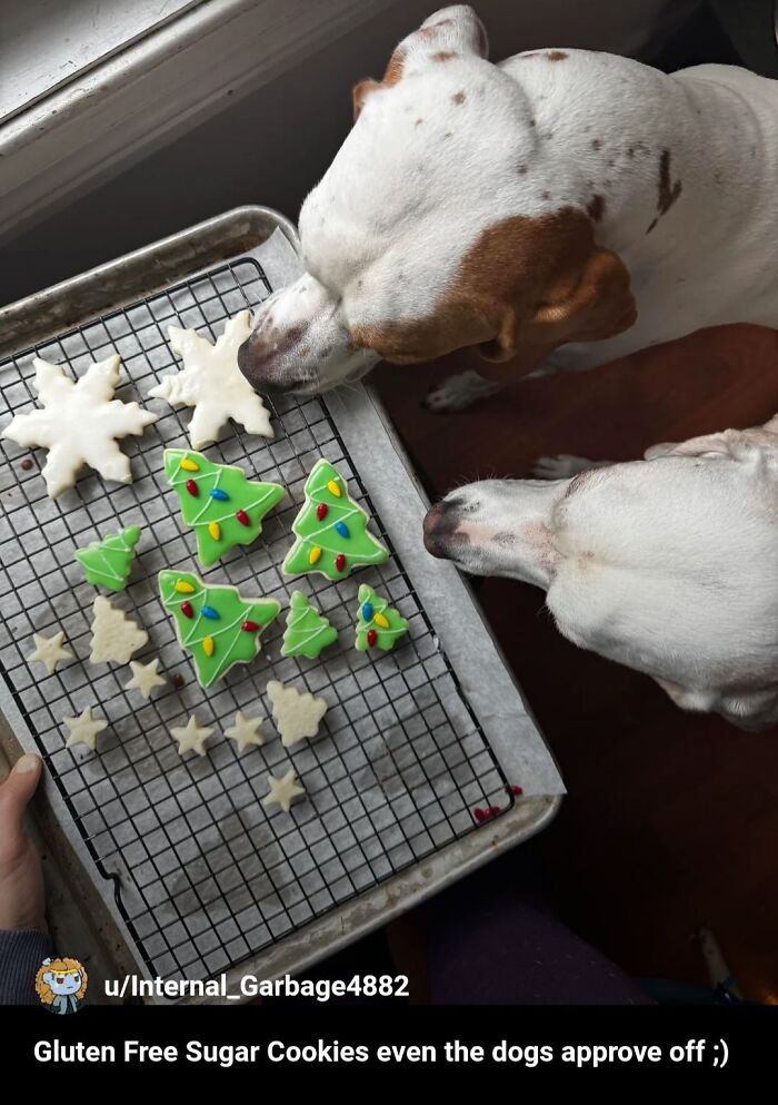 Two dogs sniff gluten-free cookies shaped like trees and stars on a cooling rack.