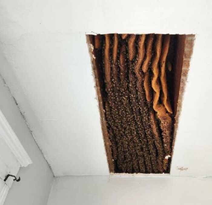 Nido de abejas con panales dentro del techo de una casa nueva, causando sorpresa y temor a los que se mudaron.
