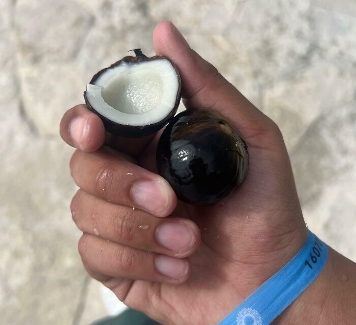 Hand holding a strange black and white object found in the ocean.