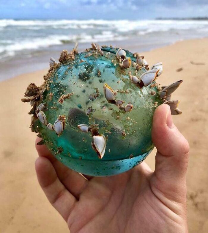 A hand holding a strange ocean find, a blue glass sphere with barnacles, on a sandy beach with waves in the background.