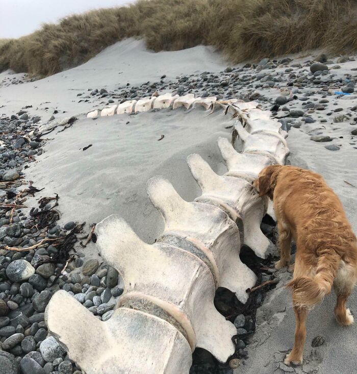 Dog examining large ocean vertebrae on a rocky beach, highlighting a strange find.