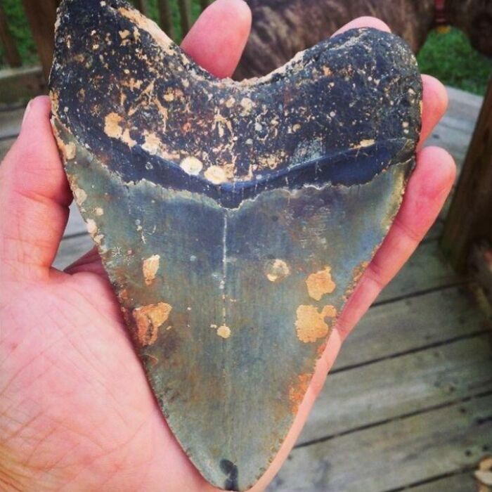 Close-up of a person's hand holding a large, weathered shark tooth found in the ocean.