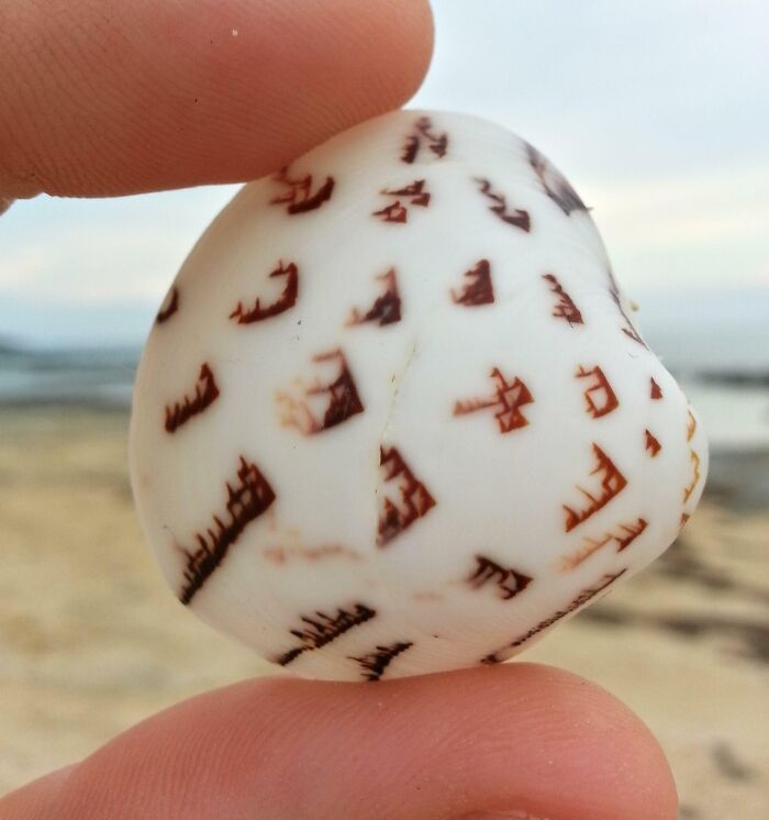 Unique ocean object with brown markings held between fingers on a beach background.