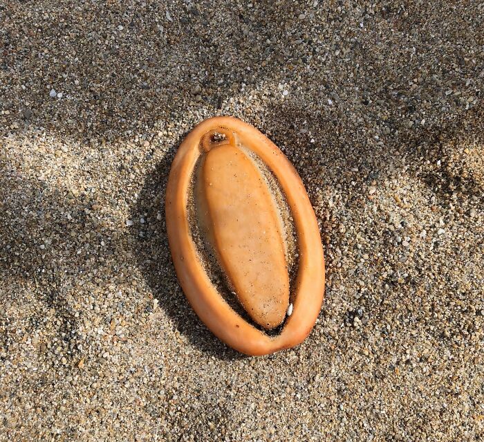 Unusual ocean find of an organic, oval-shaped object on sandy beach.