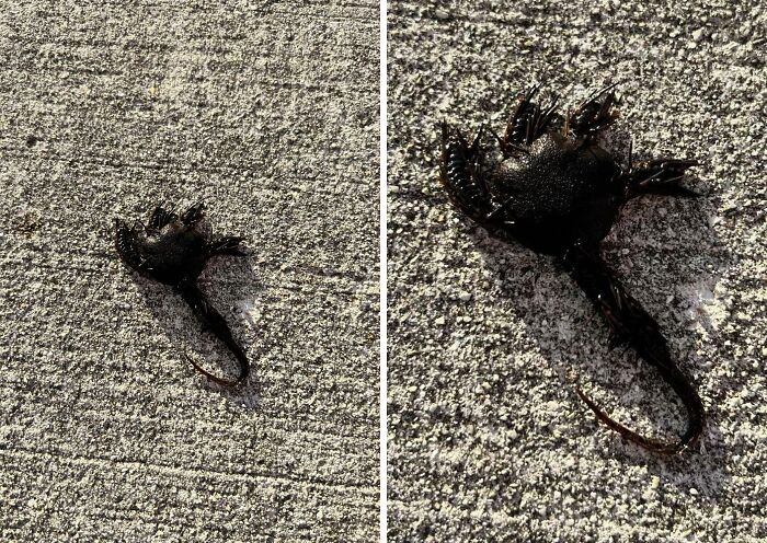 Unusual marine creature with dark spiky shell and tail found on a sandy surface.