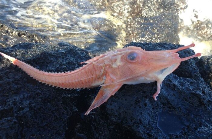 Unusual ocean creature with spiky ridges found on rocky shore.