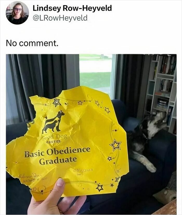 Crumpled Basic Obedience Graduate certificate held in front of a misbehaving dog on a couch, dog memes for healing.