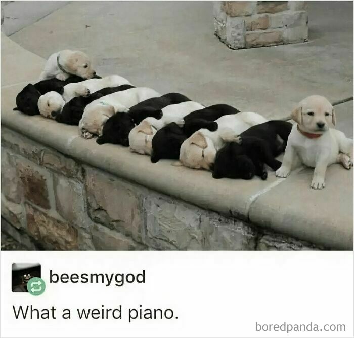 Row of black and white puppies lying like piano keys, cute dog memes providing comfort and healing with humor.