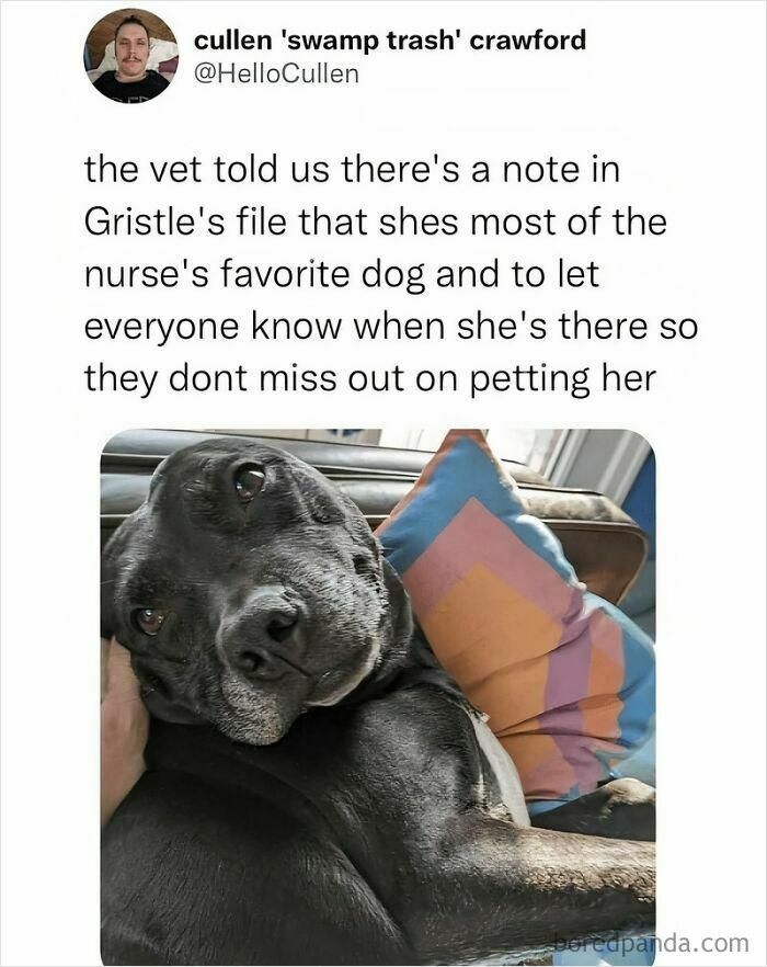 Black dog lying on a couch with colorful pillows, showing a loving expression in a heartwarming dog meme.