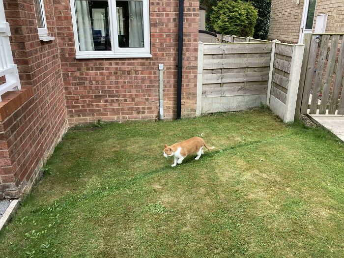 Cat walking on grass near a brick house corner, highlighting city planners' oversight.