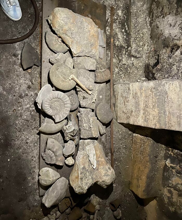 Restos antiguos y fósiles encontrados bajo una casa nueva que causaron miedo a las personas tras mudarse.