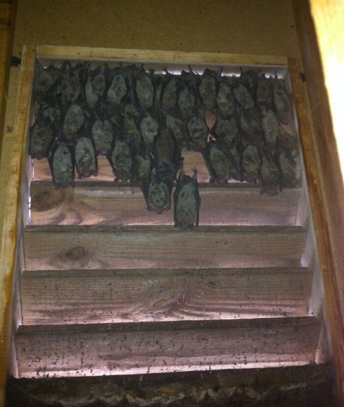 Grupo de murciélagos colgando dentro de una casa nueva causando sorpresa y miedo a sus nuevos habitantes.